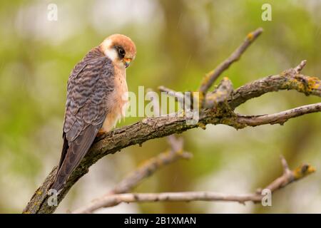 Rotfußkestrel - Falco vespertinus, schöner Kestrel aus südeuropäischen Wald- und Waldgebieten, Hortobagy, Ungarn. Stockfoto