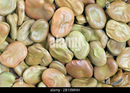 Hintergrund mit breiter Beans-Textur. Auch Fava oder Windsor Bean genannt. Riesige, kräftige Bohnen mit cremiger Textur; nussiger, süßer, erdiger Geschmack. Stockfoto