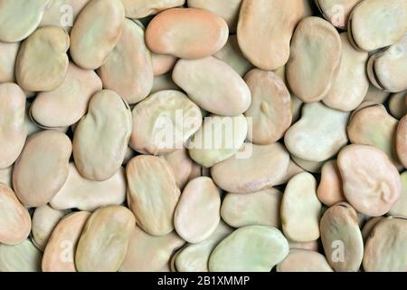 Hintergrund mit breiter Beans-Textur. Auch Fava oder Windsor Bean genannt. Riesige, kräftige Bohnen mit cremiger Textur; nussiger, süßer, erdiger Geschmack. Stockfoto