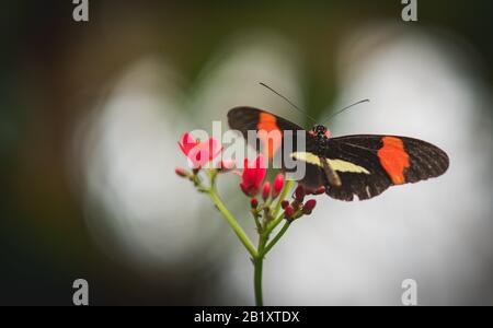 Schwarz mit rot-weißem Schmetterling dicht auf einem Blatt in blijdorp rotterdams Niederlande geringe Schärfentiefe Stockfoto