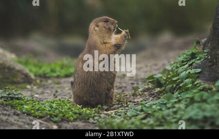 Nahaufnahme der Wüstenratte, die in den niederlanden in blijdorp rotterdams in der Kamera überrascht aussehende Stockfoto