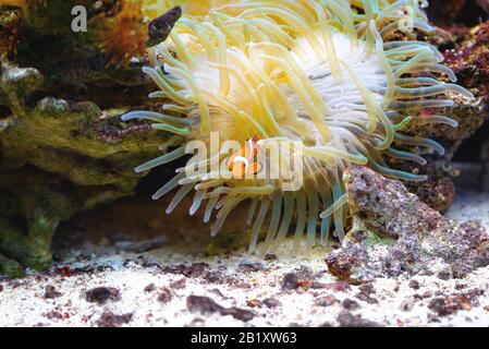 Clown Anemonefish, Amphiprion percula, Schwimmen unter den Tentakeln seines Anemonenhauses in blijdorp rotterdam-niederlande Stockfoto