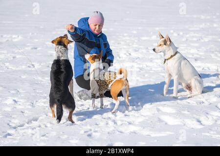 Reife Frau, die Hunde füttert, während sie einige einfache Befehle trainiert, die in der Wintersaison im Freien spielen Stockfoto