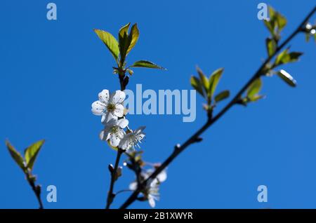 Kirschzweig mit blühenden Kronblättern am Hintergrund des blauen Himmels im Frühjahr Stockfoto