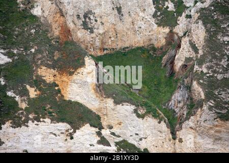 Nahaufnahme der Kreidefelsen von Seaward, St Oswald's Bay, Jurassic Coast, Dorset, England, Großbritannien: UNESCO-Weltkulturerbe Dorset und East Devon Coast Stockfoto