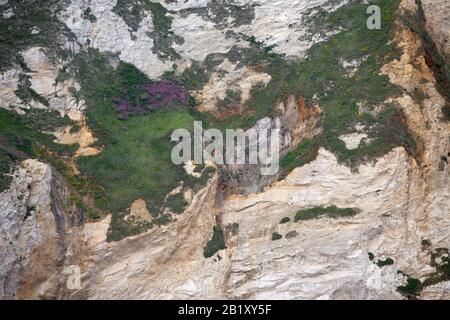 Nahaufnahme der Kreidefelsen von Seaward, St Oswald's Bay, Jurassic Coast, Dorset, England, Großbritannien: UNESCO-Weltkulturerbe Dorset und East Devon Coast Stockfoto