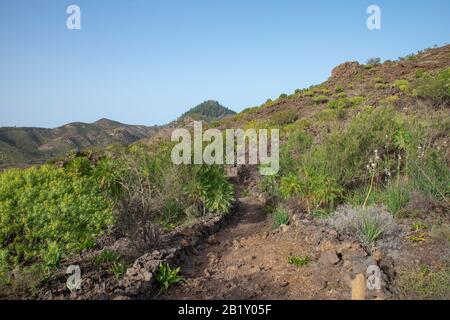 Üppige, endemische Flora durch die weitläufige felsige Landschaft in der Nähe der Stadt Santiago del Teide, auf dem aufsteigenden Weg zum Dorf Arguayo, auf der Insel Tenera, auf den Kanarischen Inseln Stockfoto