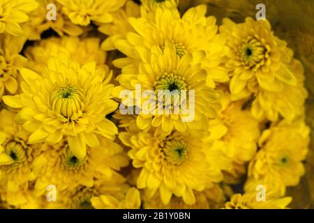 Strauß Chrysanthemen, Chrysantheme indicum, gelb; die Chrysantheme ist eine Art aus der Familie der Asteraceae. Stockfoto