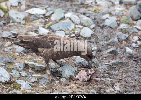 Antarktis Skua, Catharacta maccormicki, die einen Kinnbleisten-Pinguinkick auf Der Halbmondinsel in den Süd-Shetland-Inseln in der Antarktis essen. Stockfoto