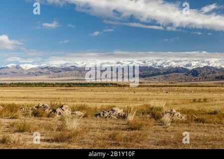 Weide in den Bergen, Pferde und Kühe weiden auf dem Feld vor dem Hintergrund schneebedeckter Berge, Kirgisistan Stockfoto