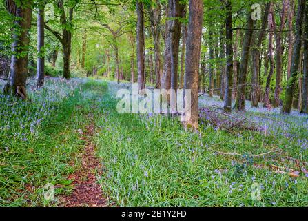 Bluebells im Wald in North Devon, wilde Blumen in dieser wunderschönen Landschaft von Devon, Südwesten, Großbritannien Stockfoto