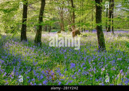 Bluebells im Wald in North Devon, wilde Blumen in dieser wunderschönen Landschaft von Devon, Südwesten, Großbritannien Stockfoto