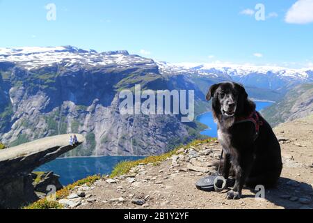 Hunde auf dem Gipfel von Trolltunga, Norwegen Stockfoto
