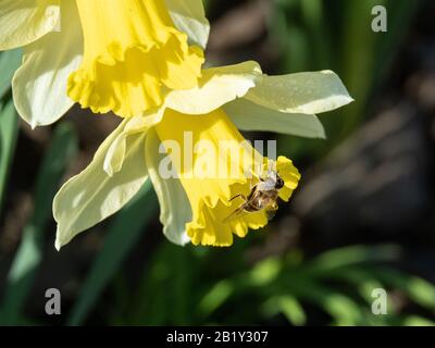 Eine Nahaufnahme einer Bergbaubiene auf der Blume der Narcissus Spring Dawn Stockfoto