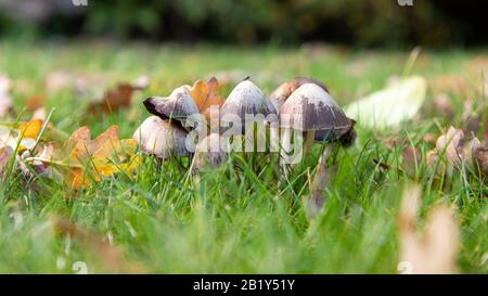 Ein Klumpen Champignons, die in üppig grünem Gras wachsen Stockfoto