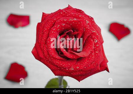 Schöne rote Rose mit Wassertropfen Stockfoto