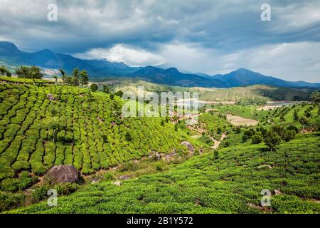 Teeplantagen auf Hügeln in den südindischen Bergen westliche Ghats. Munnar, Kerala, Indien Stockfoto