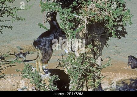 Junge Baumkletterziege in einem Arganbaum (Argania spinosa) im Südwesten Marokkos, Januar Stockfoto