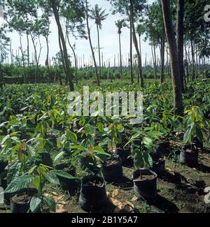 Junger Kakao (Theobroma cacao) Pflanzen in Behältern in einer Baumschule unter Kokosnussschattenbäumen, Mindanao, Philippinen Stockfoto