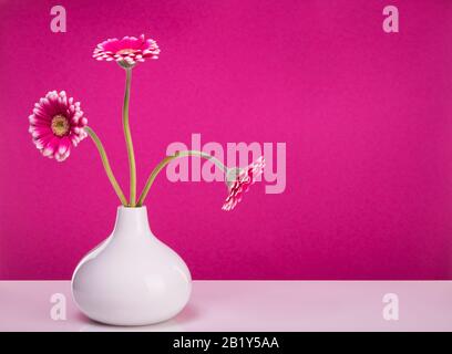 Drei rosafarbene gerber blühen in einer tropfenförmigen Vase vor der violetten Wand, Stillleben mit Kopierraum Stockfoto