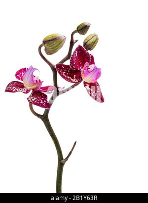 Violette Phalaenopsis Orchideenblüten in der Nähe isoliert auf weißem Hintergrund, vertikaler Schuss Stockfoto