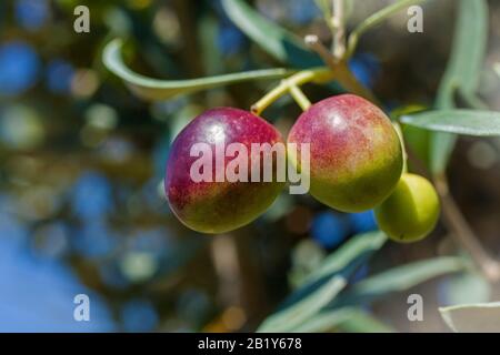Zwei rote Oliven Foto auf dem Ast draußen auf der Plantage Stockfoto