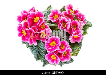 Blühende Primrose-Pflanze mit violetter Blüte, hochwinkeliger Ansicht isoliert auf weißem Hintergrund Stockfoto