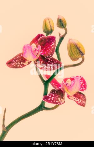 Lila Phalaenopsis Orchideenblüten im Nahaufnahme, Vintage-Verarbeitung Stockfoto