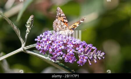 Ein bemalter Schmetterling der Dame thront bei Sonnenschein vorsichtig auf einer Buddleia-Blume Stockfoto