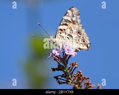 Ein bemalter Schmetterling der Dame thront bei Sonnenschein vorsichtig auf einer Buddleia-Blume Stockfoto