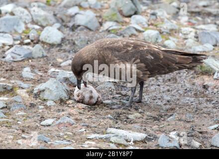 Antarktis Skua, Catharacta maccormicki, die einen Kinnbleisten-Pinguinkick auf Der Halbmondinsel in den Süd-Shetland-Inseln in der Antarktis essen. Stockfoto