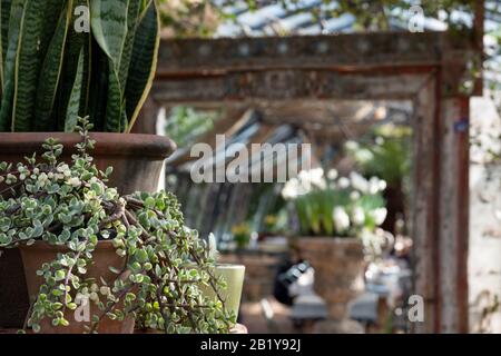 Café im Gewächshaus in den Petersham-Kindergärten in Richmond, West London. Stockfoto
