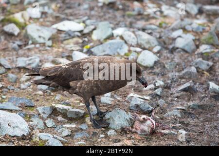 Antarktis Skua, Catharacta maccormicki, die einen Kinnbleisten-Pinguinkick auf Der Halbmondinsel in den Süd-Shetland-Inseln in der Antarktis essen. Stockfoto