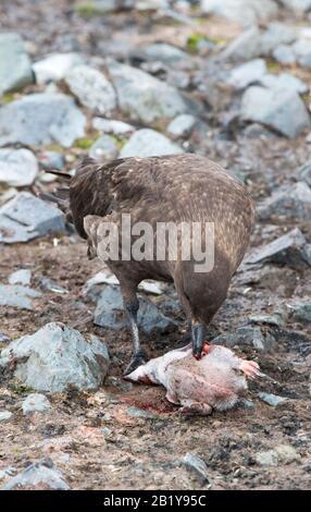 Antarktis Skua, Catharacta maccormicki, die einen Kinnbleisten-Pinguinkick auf Der Halbmondinsel in den Süd-Shetland-Inseln in der Antarktis essen. Stockfoto