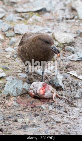 Antarktis Skua, Catharacta maccormicki, die einen Kinnbleisten-Pinguinkick auf Der Halbmondinsel in den Süd-Shetland-Inseln in der Antarktis essen. Stockfoto