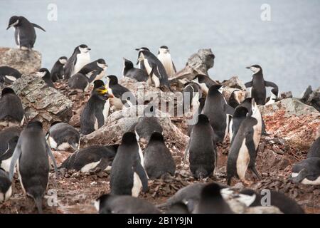 Ein Makaroni-Pinguin, Eudyptes chrysolophus unter einer Brutkolonie von Kinnbypen-Pinguin; Pygoscelis antarcticus auf Halbmond-Insel im Südschett Stockfoto
