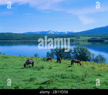 Weidende Pferde mit Schuppen im Hintergrund Stockfoto