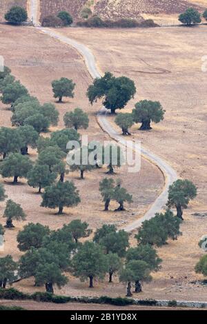 European Olive (Olea europaea) Mallorca Spanien es August 2019 Stockfoto