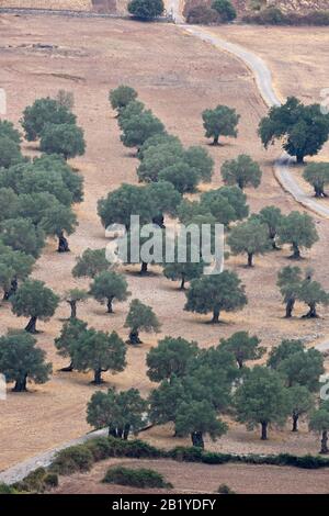 European Olive (Olea europaea) Mallorca Spanien es August 2019 Stockfoto