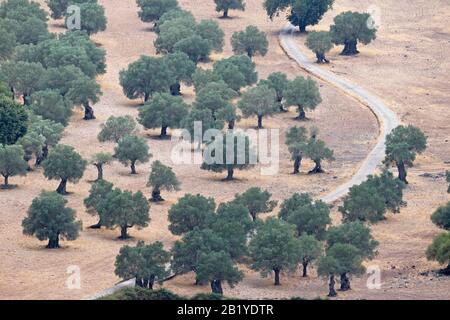 European Olive (Olea europaea) Mallorca Spanien es August 2019 Stockfoto