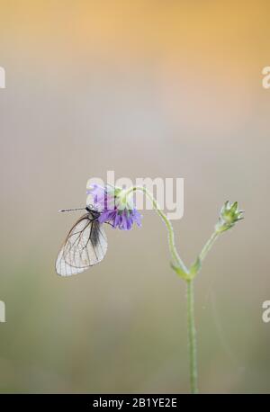 Ein schwarz-verhüllter weißer Schmetterling (Aporia crataegi) brütet auf einem Blumenkopf. Am frühen Morgen auf einer tonnigen Wiese in der Dordogne, Südfrankreich, eingenommen. Stockfoto
