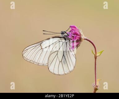 Ein schwarz-verhüllter weißer Schmetterling (Aporia crataegi) brütet auf einem Blumenkopf. Am frühen Morgen auf einer tonnigen Wiese in der Dordogne, Südfrankreich, eingenommen. Stockfoto