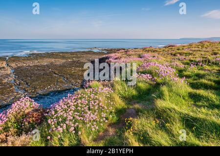 South West Coastal Path, Abbotsham-Klippen, Meereswellen, Klippen, Meer, North Devon, Großbritannien Stockfoto