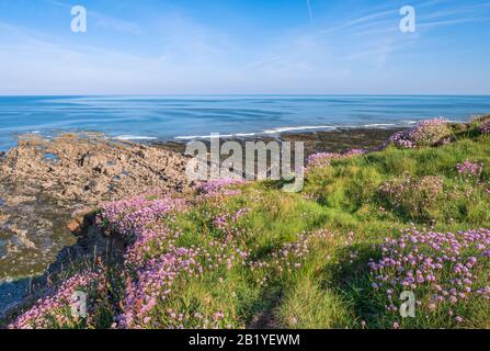South West Coastal Path, Abbotsham-Klippen, Meereswellen, Klippen, Meer, North Devon, Großbritannien Stockfoto