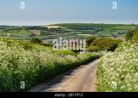 Blick nach Norden auf eine Landstraße im Frühling, die von Wildblumen begrenzt ist, Clay Lane, nahe Puncknowle, an der Jurassic Coast, Dorset, England, Großbritannien Stockfoto