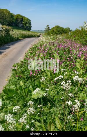 Blick nach Norden auf eine Landstraße im Frühling, die von Wildblumen begrenzt ist, Clay Lane, nahe Puncknowle, an der Jurassic Coast, Dorset, England, Großbritannien Stockfoto