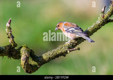 Männliches Chaffinch an einem Wintertag in Mittelwales Stockfoto