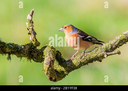 Männliches Chaffinch an einem Wintertag in Mittelwales Stockfoto