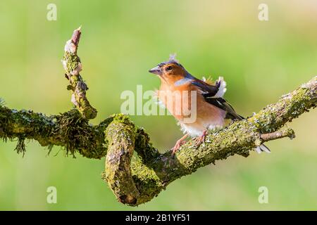 Männliches Chaffinch an einem Wintertag in Mittelwales Stockfoto