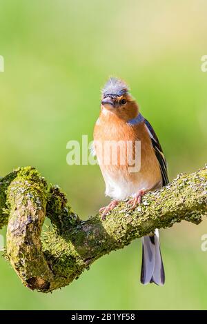 Männliches Chaffinch an einem Wintertag in Mittelwales Stockfoto